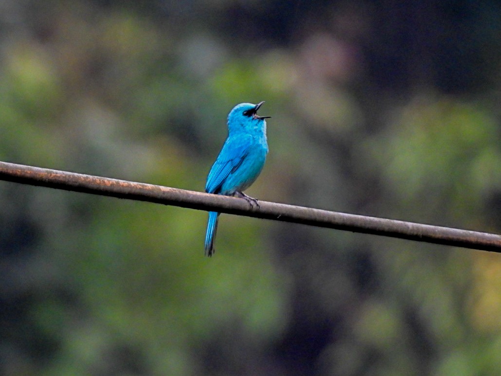 Verditer Flycatcher - ML640600427