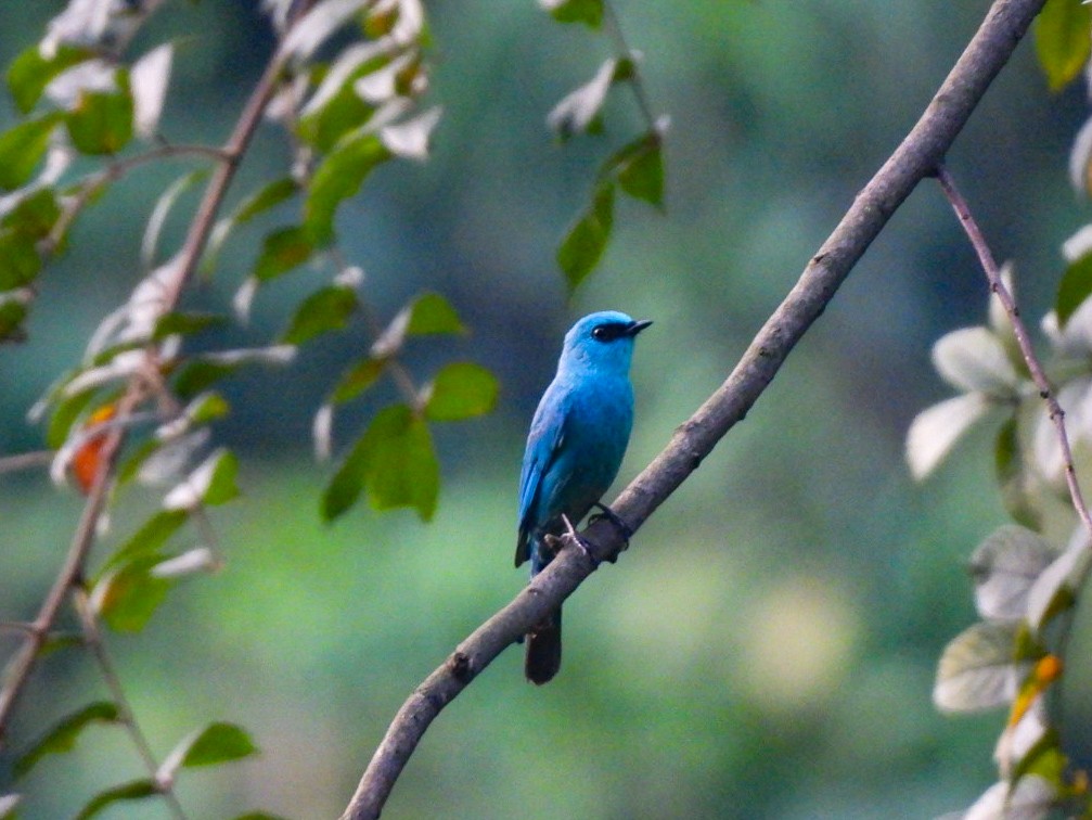 Verditer Flycatcher - ML640600428