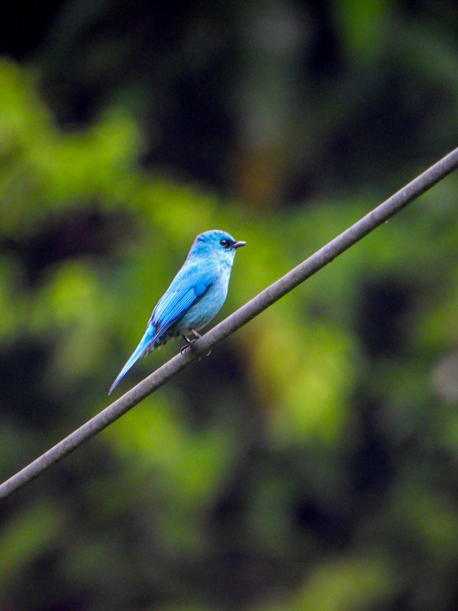Verditer Flycatcher - ML640600429