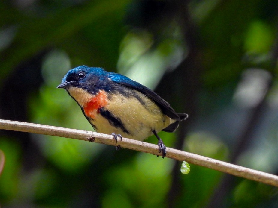 Fire-breasted Flowerpecker - ML640600436