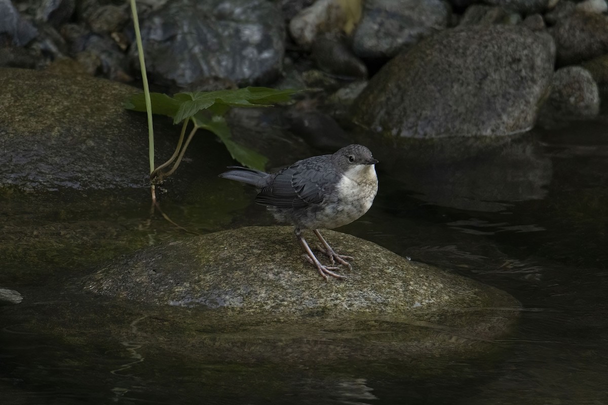 White-throated Dipper - ML640600437