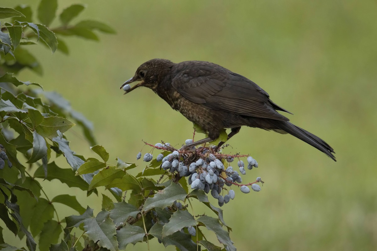 Eurasian Blackbird - ML640600439