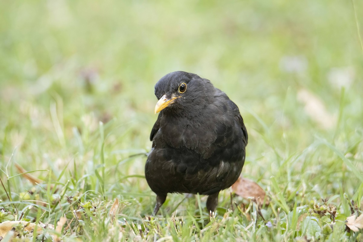 Eurasian Blackbird - ML640600440