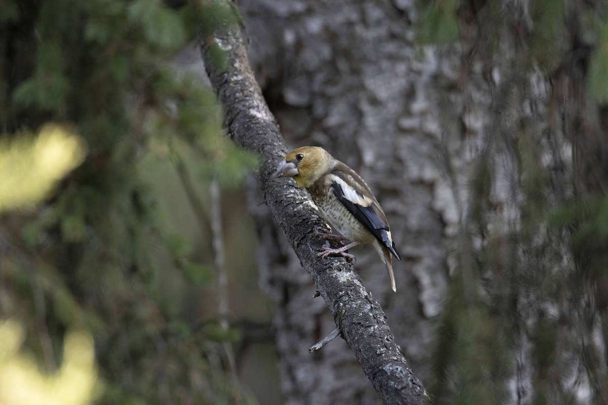 Hawfinch - ML640600441
