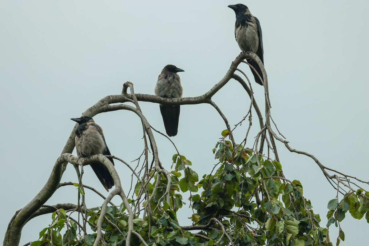 Hooded Crow - ML640600443