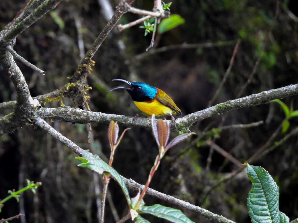 Green-tailed Sunbird - ML640600447