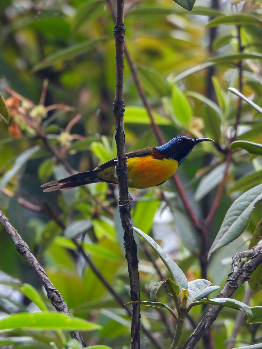Green-tailed Sunbird - ML640600448