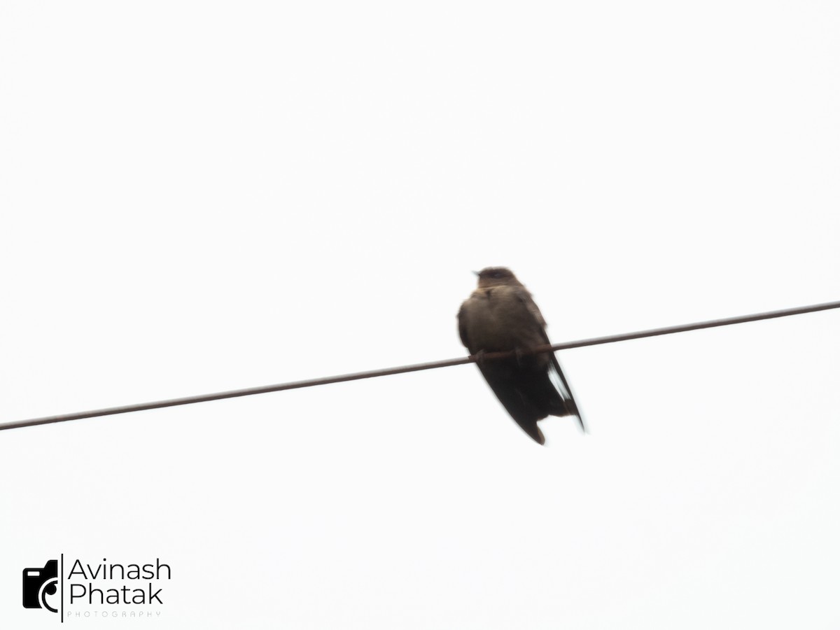Dusky Crag-Martin - ML640600482