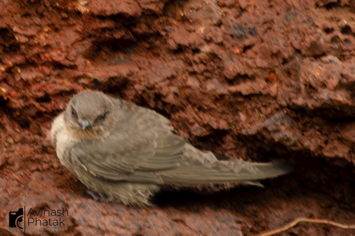 Dusky Crag-Martin - ML640600483