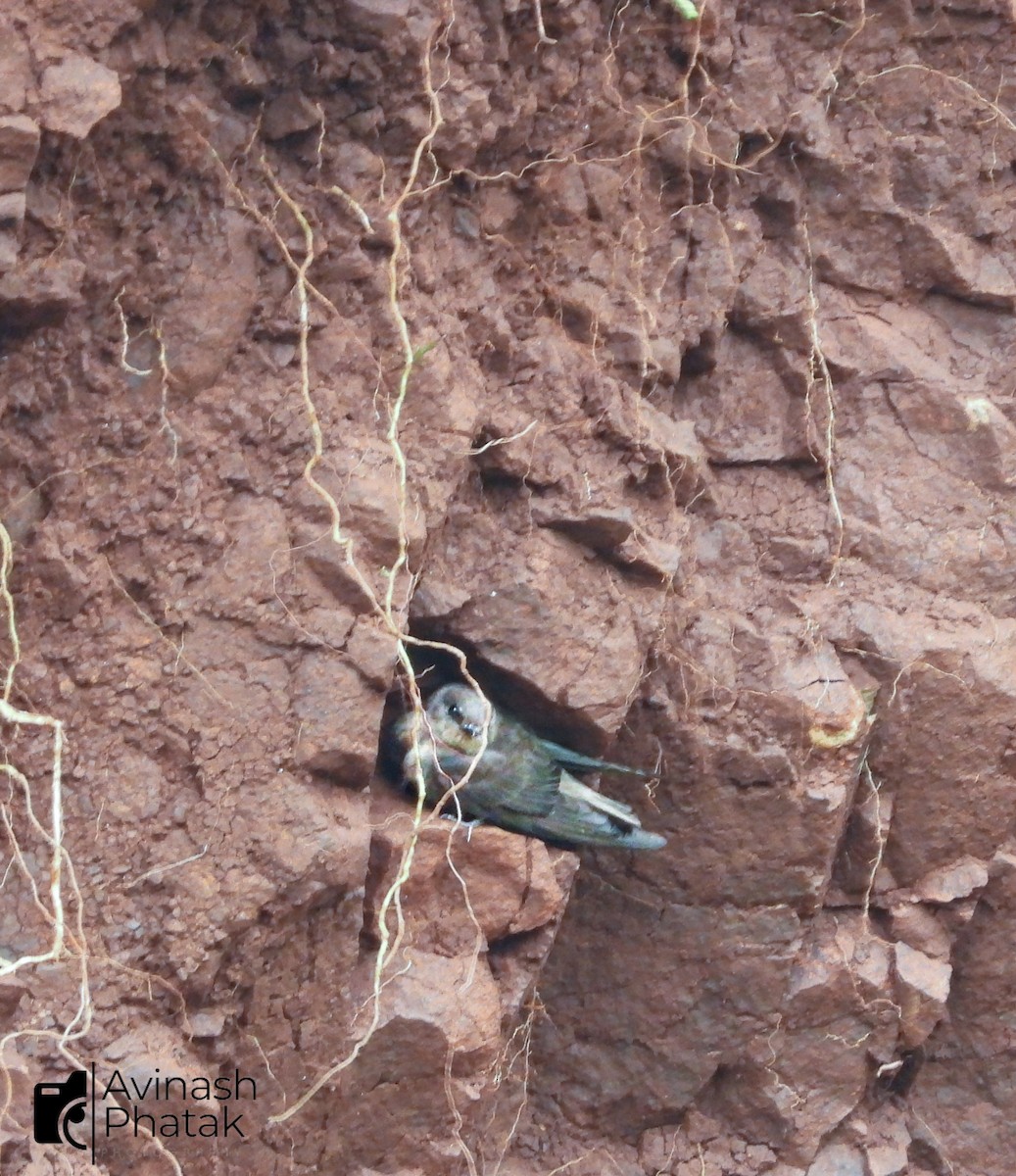 Dusky Crag-Martin - ML640600484