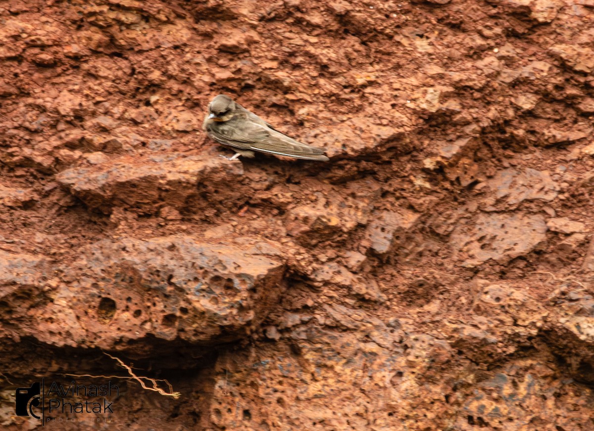 Dusky Crag-Martin - ML640600485