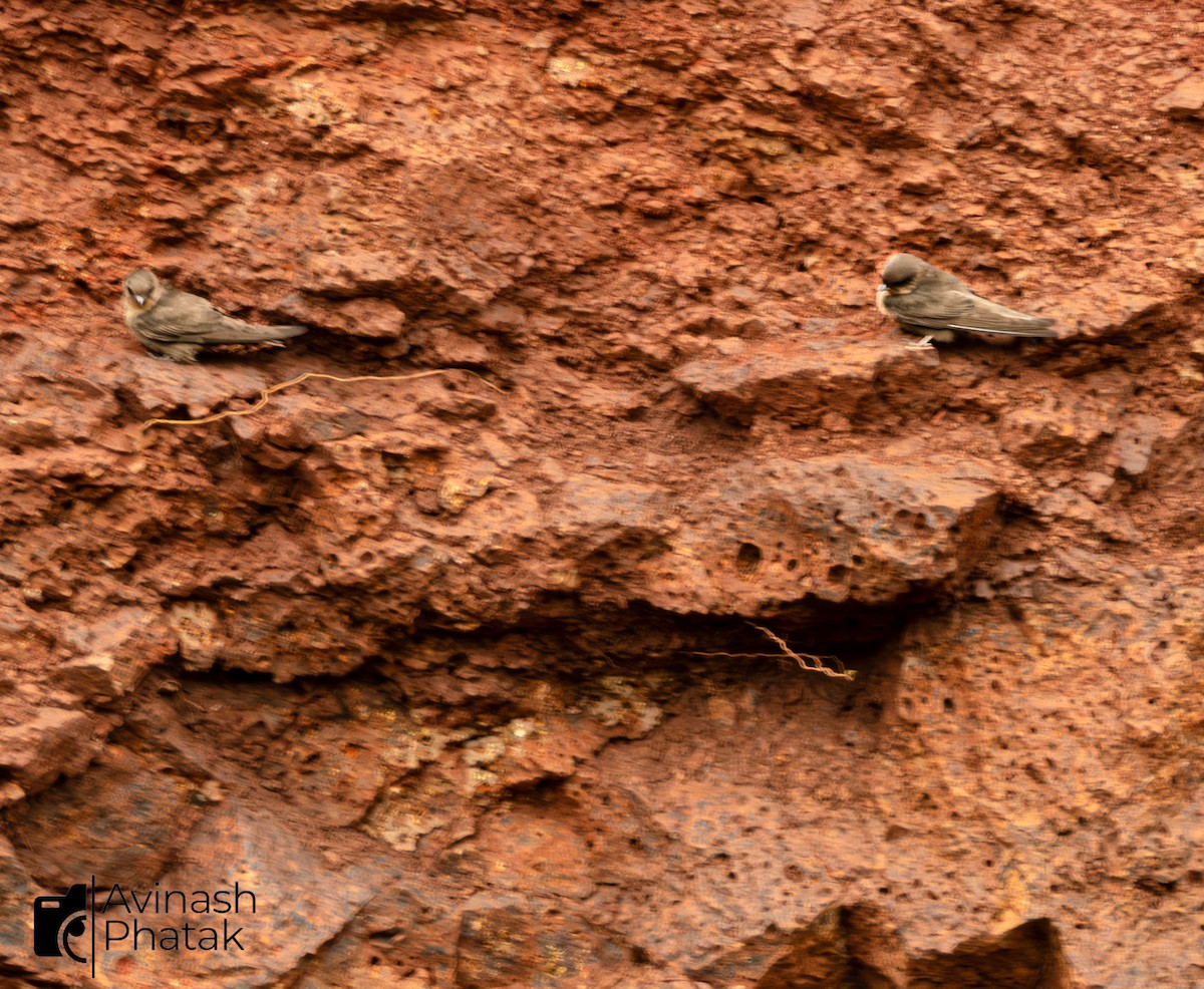 Dusky Crag-Martin - ML640600486