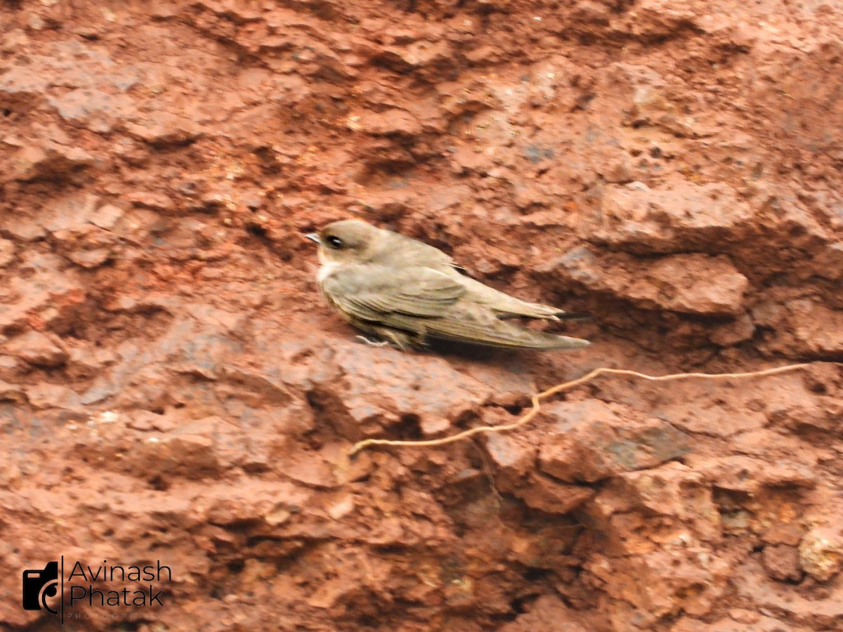 Dusky Crag-Martin - ML640600487
