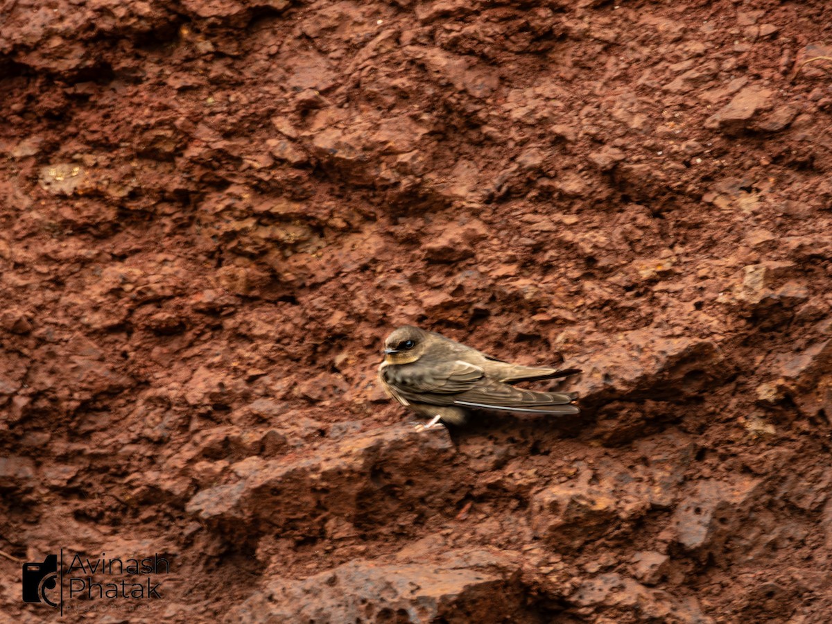 Dusky Crag-Martin - ML640600489