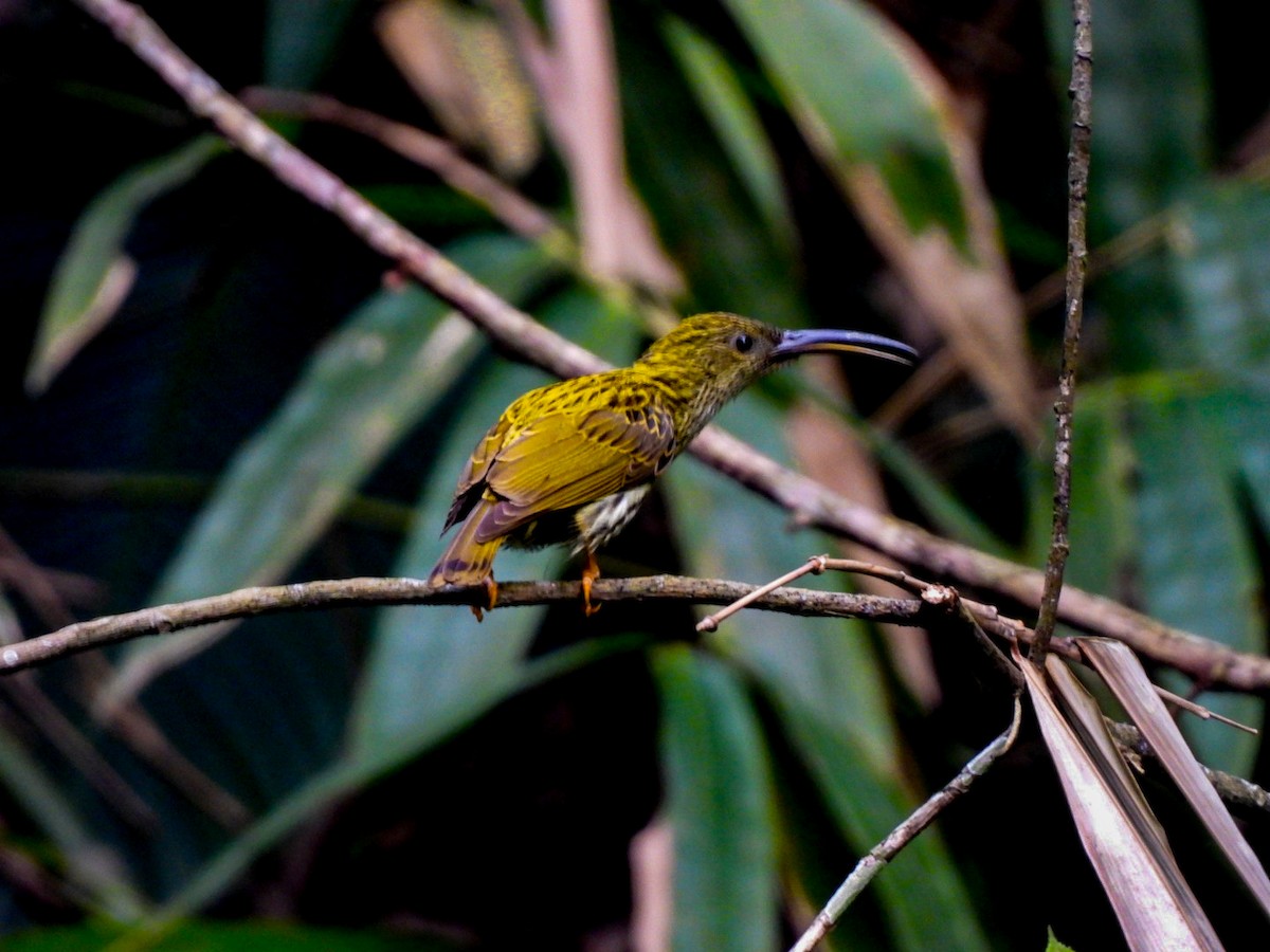Streaked Spiderhunter - ML640600501