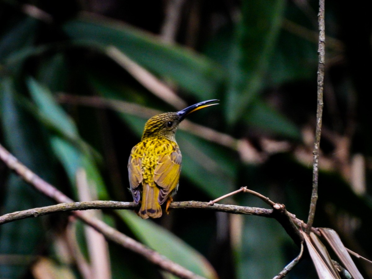 Streaked Spiderhunter - ML640600502