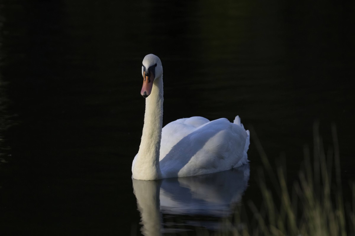 Mute Swan - ML640600532