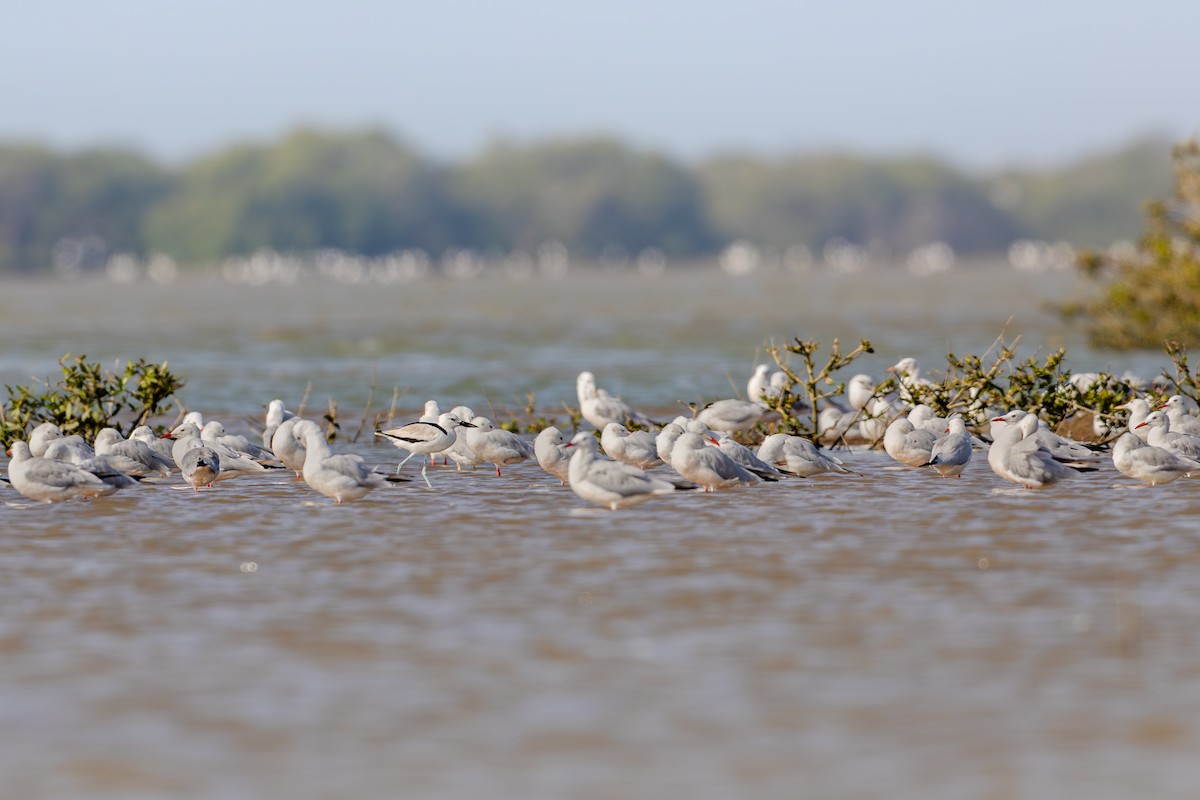 Crab-Plover - ML640600573