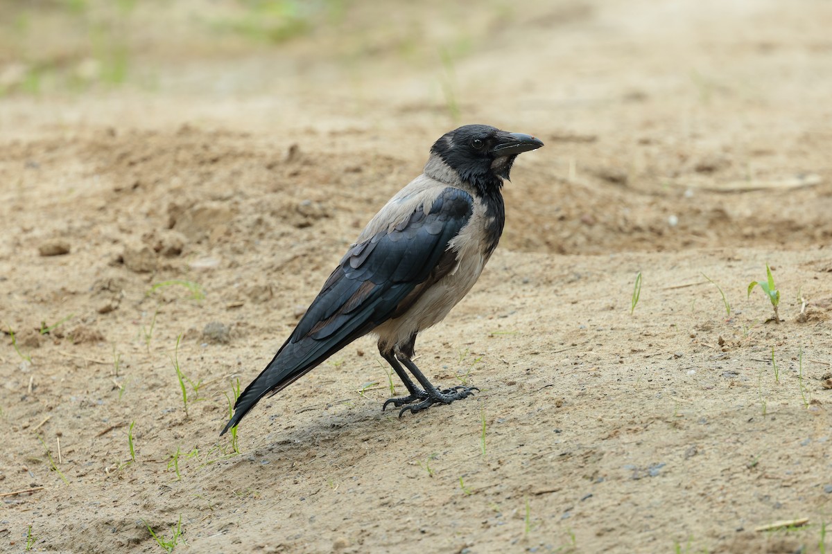 Hooded Crow - ML640600616