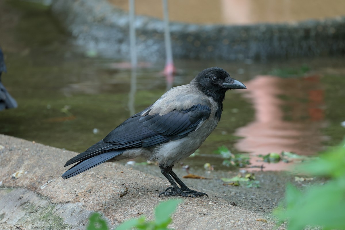 Hooded Crow - ML640600617