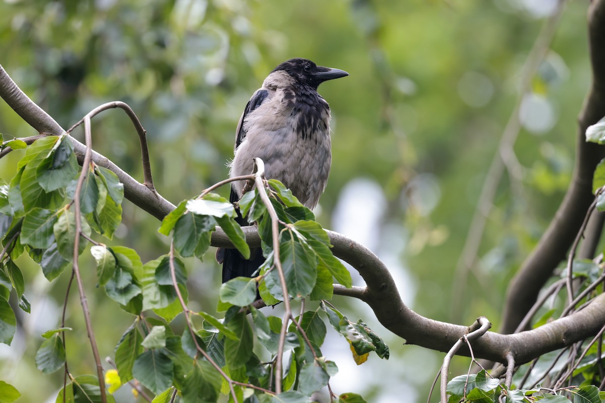 Hooded Crow - ML640600618