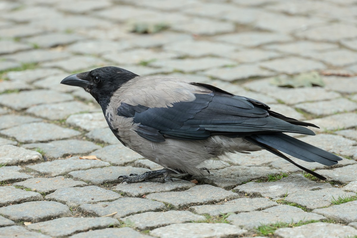Hooded Crow - ML640600619