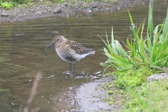 Dunlin - ML640600620