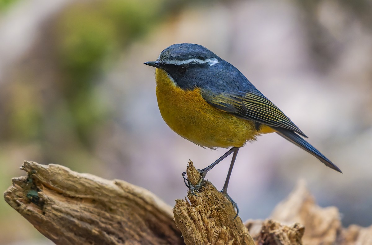 White-browed Bush-Robin - ML640600631