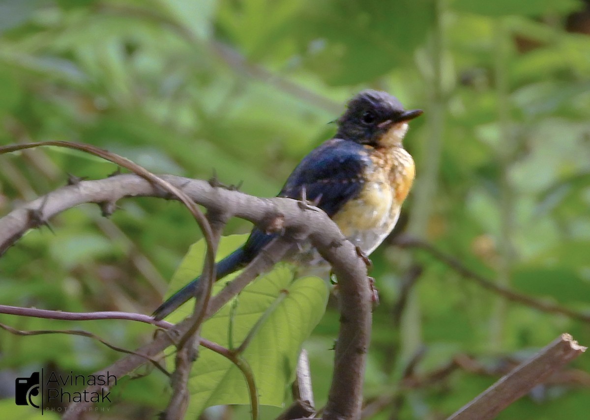 Tickell's Blue Flycatcher - ML640600672