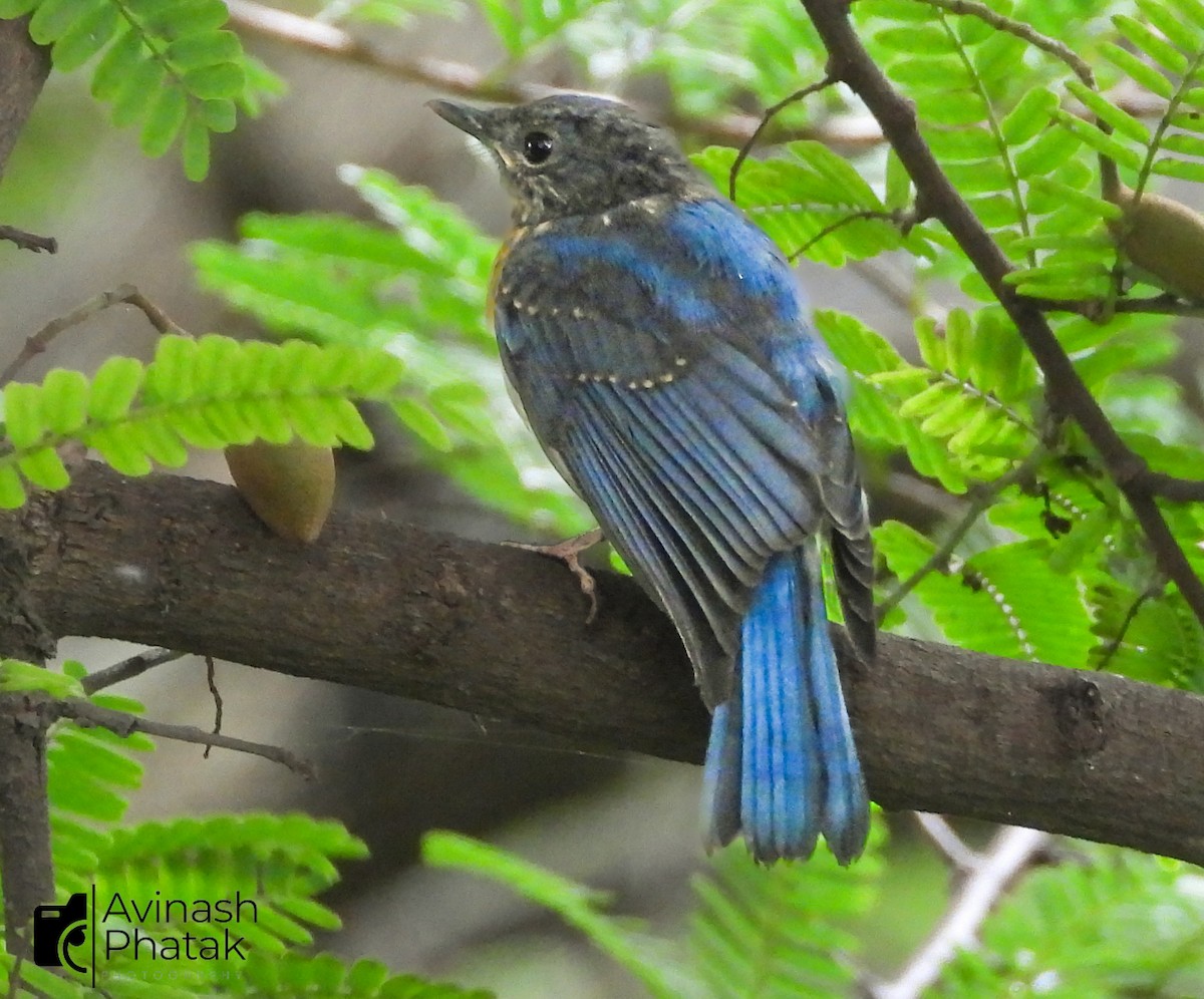 Tickell's Blue Flycatcher - ML640600676