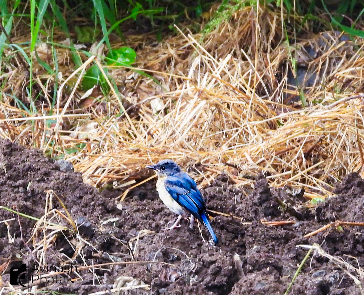 Tickell's Blue Flycatcher - ML640600677