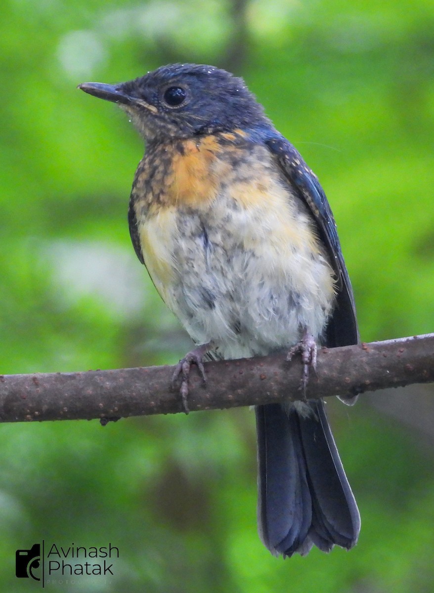 Tickell's Blue Flycatcher - ML640600679
