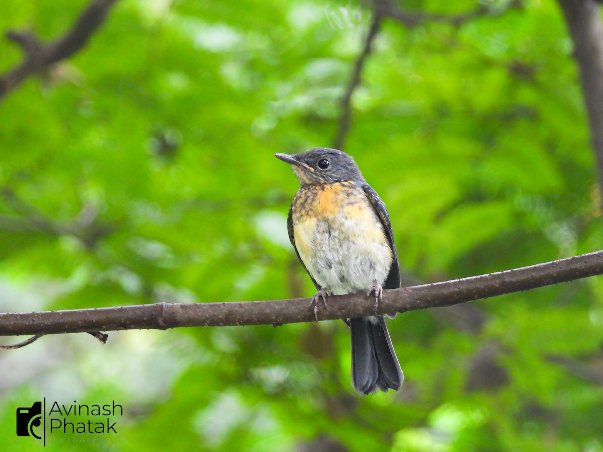 Tickell's Blue Flycatcher - ML640600680