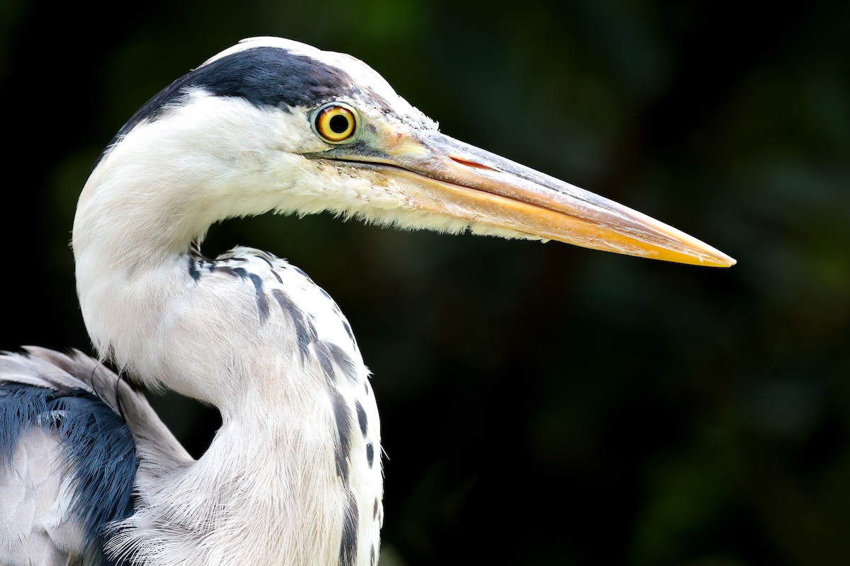 Gray Heron - ML640600732