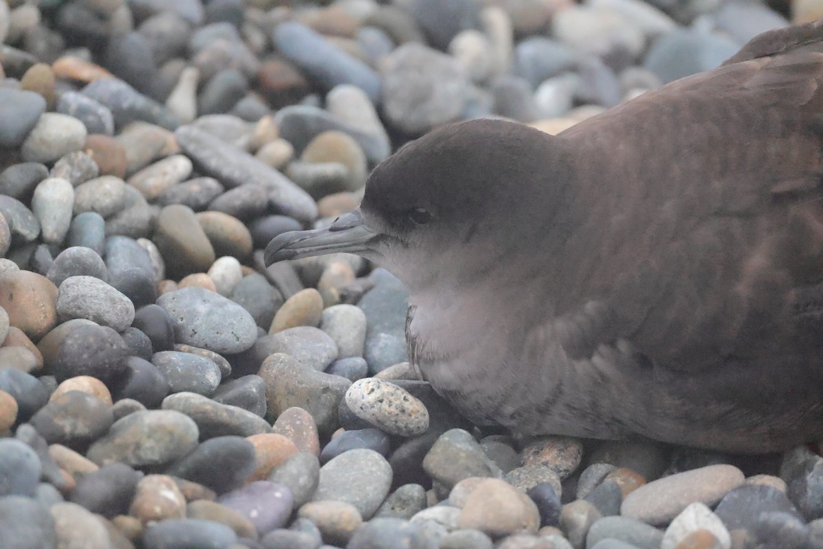 Short-tailed Shearwater - ML640600806