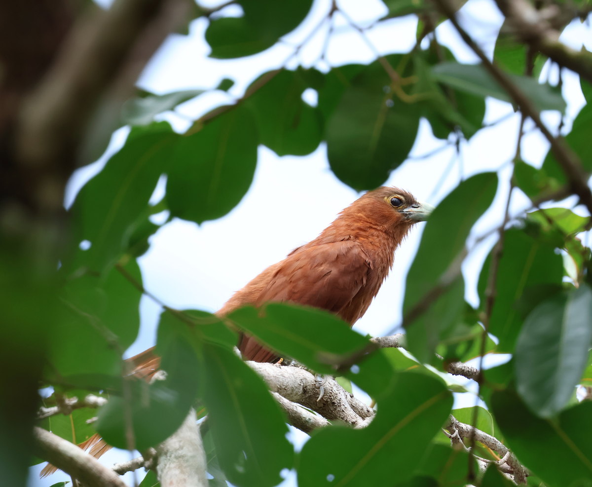 Rufous Coucal - ML640600808