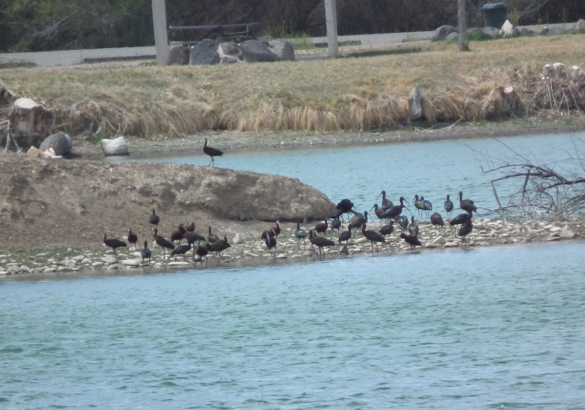 White-faced Ibis - ML64060081