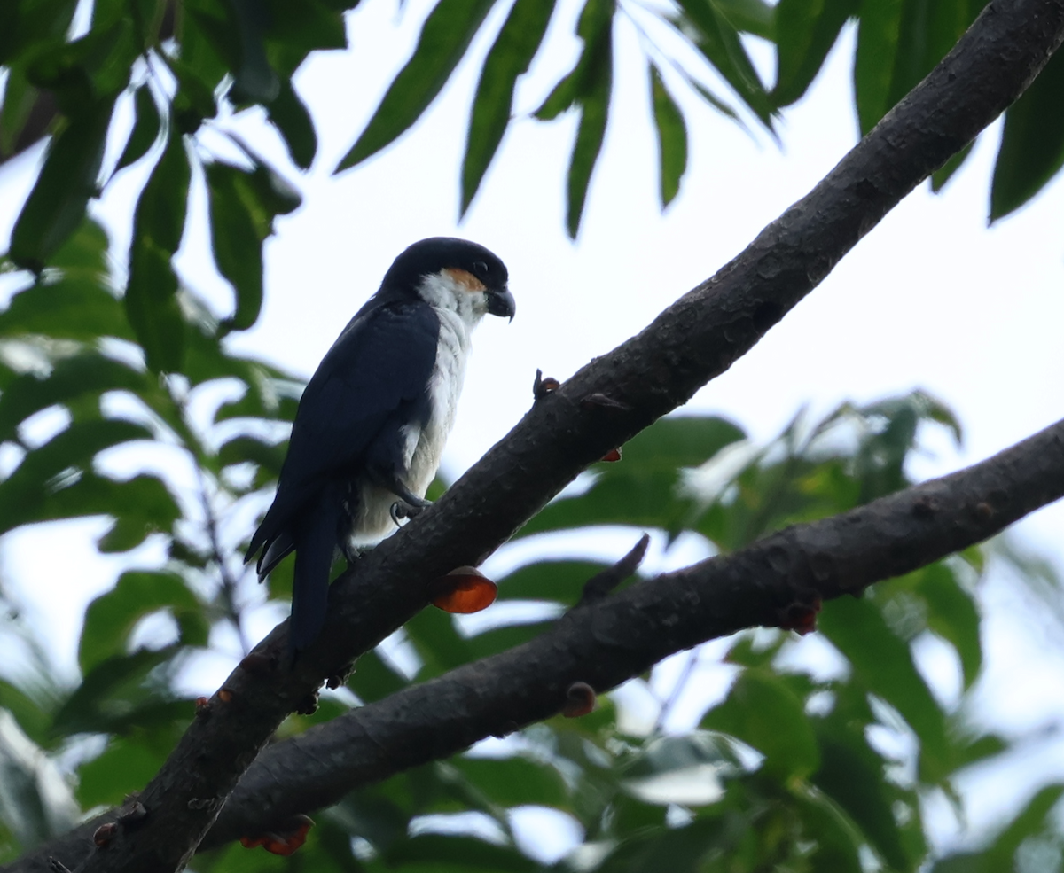 Philippine Falconet - ML640600819