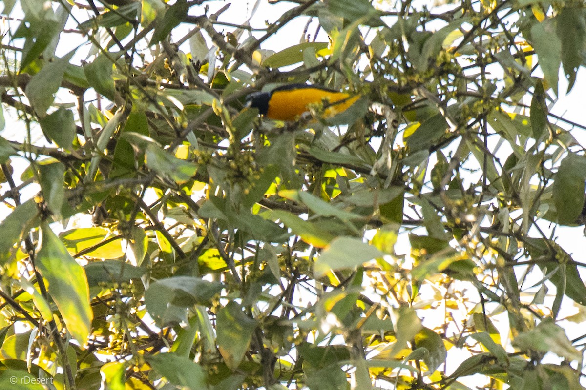 Rufous-bellied Euphonia - ML640600864