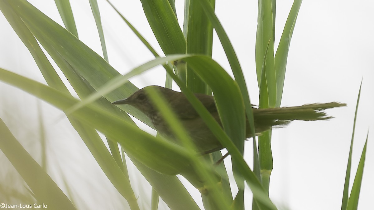 Highland Rush Warbler - ML640600876