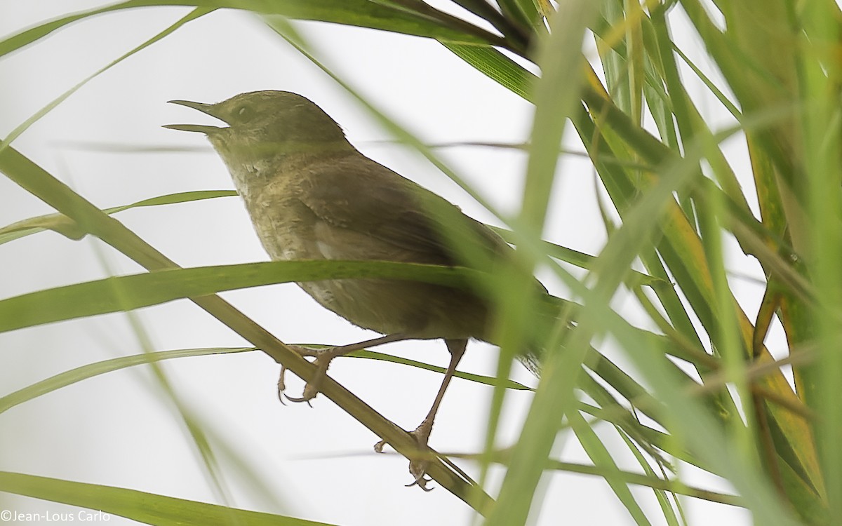 Highland Rush Warbler - ML640600877