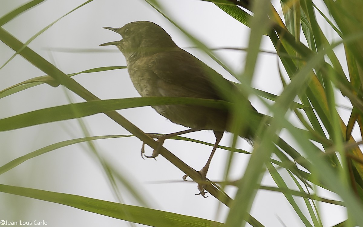 Highland Rush Warbler - ML640600878