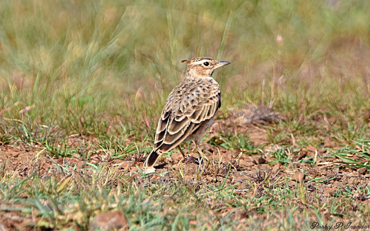 Malabar Lark - ML640600974
