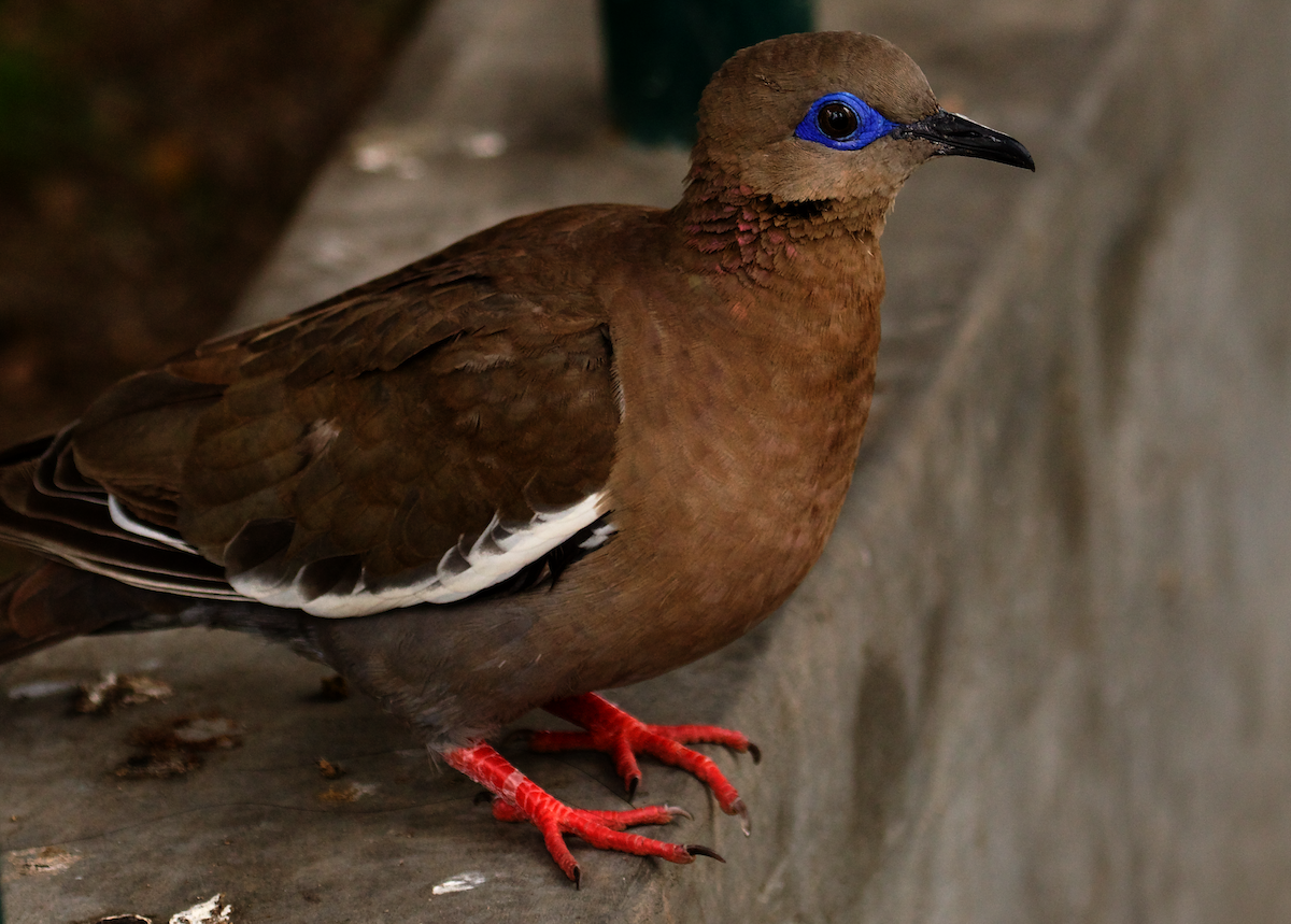 West Peruvian Dove - ML640600985