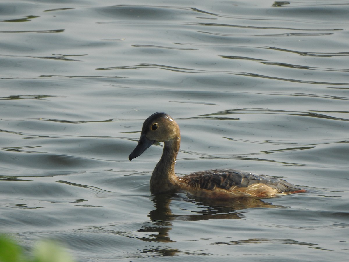 Lesser Whistling-Duck - ML640600996