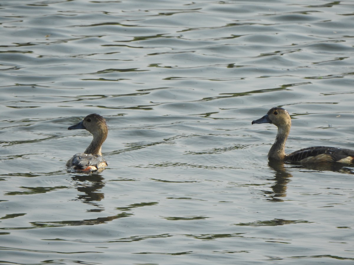 Lesser Whistling-Duck - ML640600997