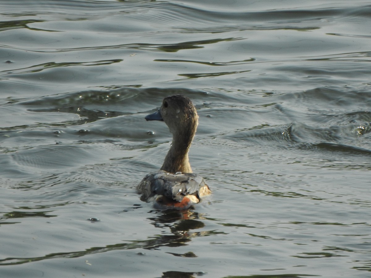 Lesser Whistling-Duck - ML640600998