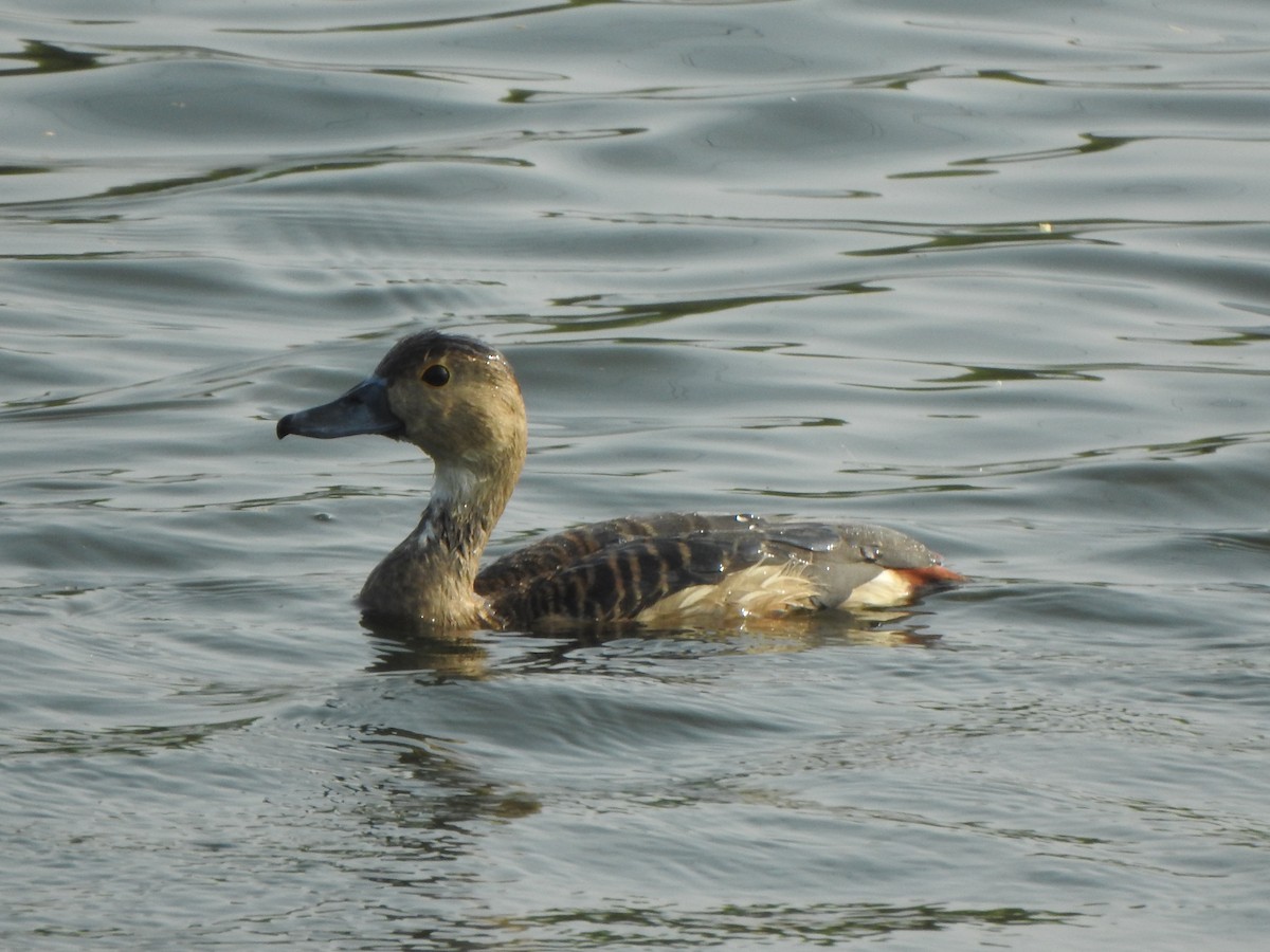 Lesser Whistling-Duck - ML640600999