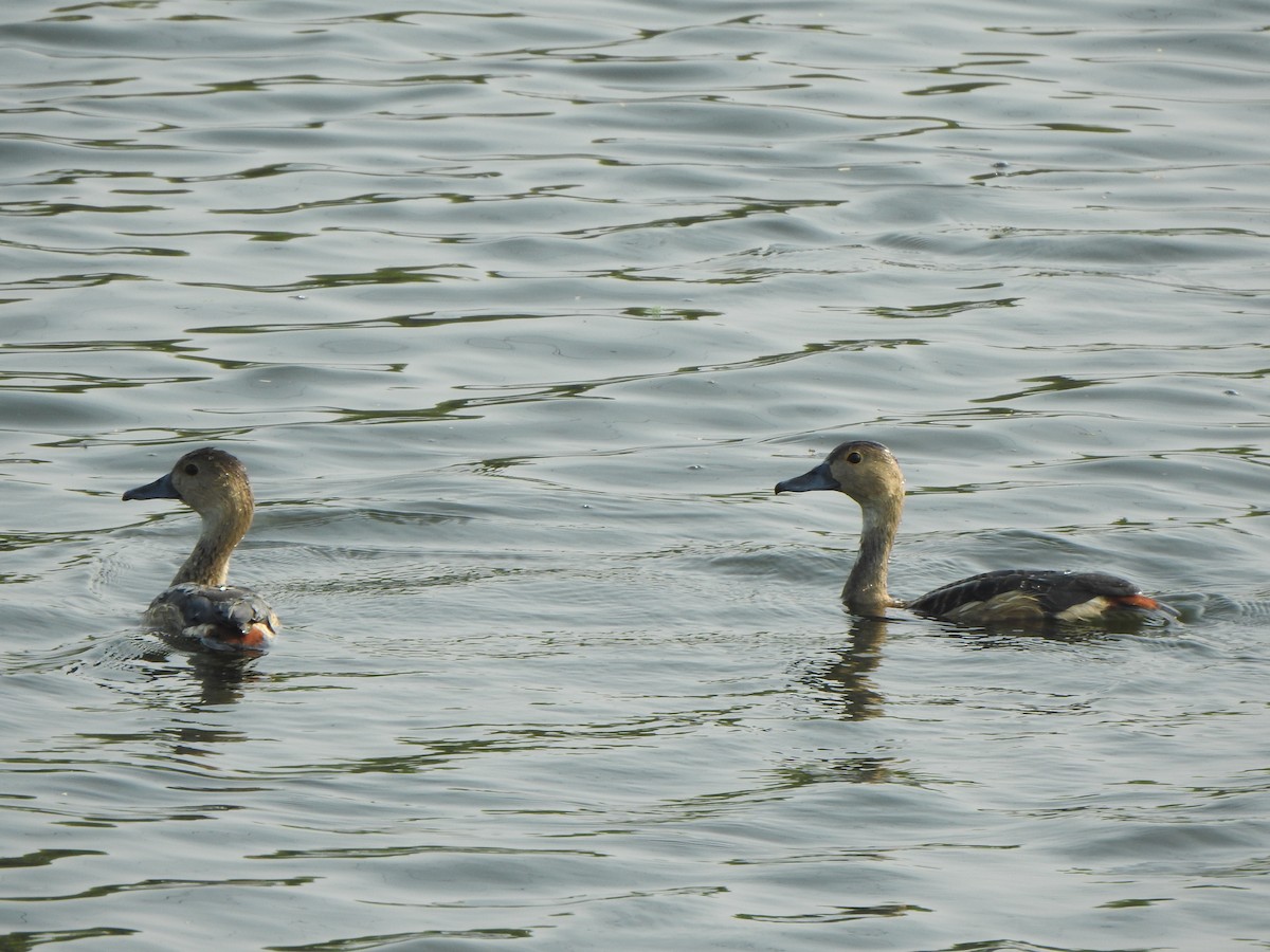 Lesser Whistling-Duck - ML640601000