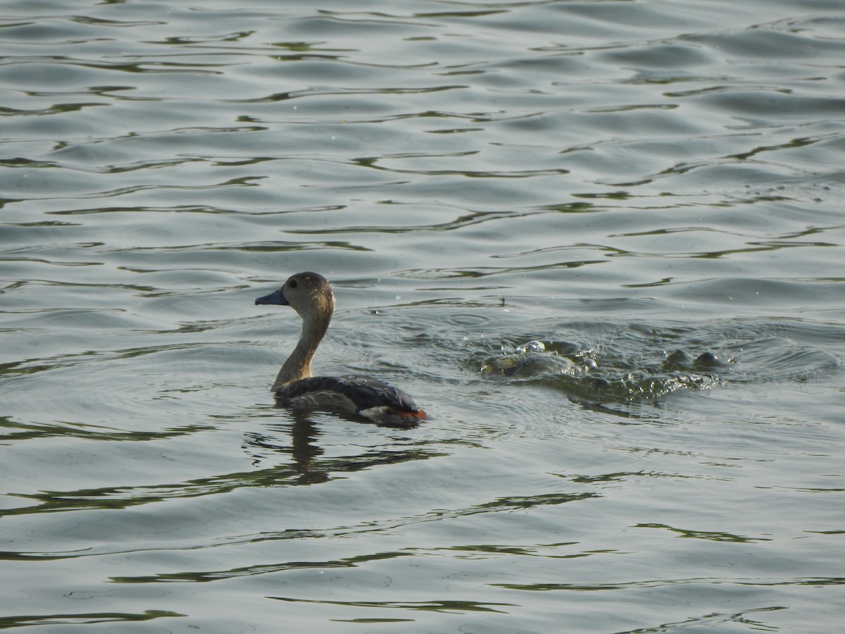 Lesser Whistling-Duck - ML640601001
